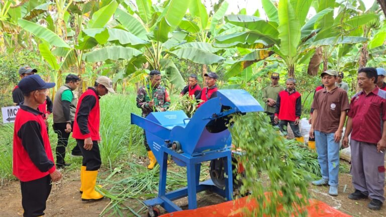 TMMD Kodim 0818 Dorong Pemberdayaan Peternak Lewat Pelatihan Pakan Fermentasi