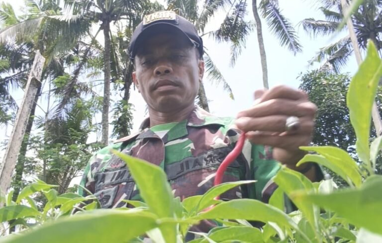 Haru, Serda Israil Turun Bersama Petani Panen Cabai di Lebakharjo