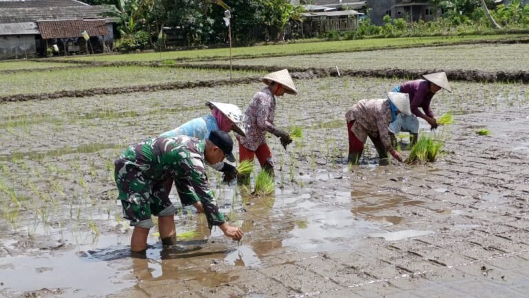 Dengan semangat gotong royong, mereka turun ke sawah untuk menanam padi bersama
