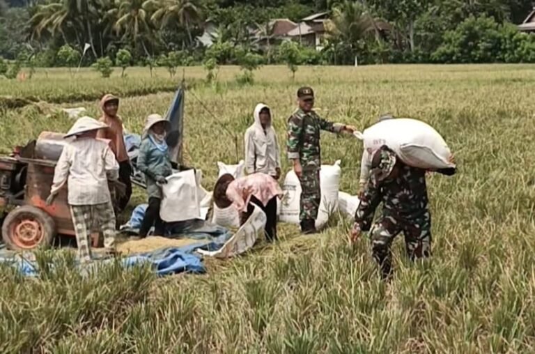 Sejumlah anggota Satuan Tugas (Satgas) TNI Manunggal Membangun Desa (TMMD) ke-126 terlihat menyatu dengan warga, bahu-membahu membantu proses dores padi (perontokan padi) di hamparan sawah Desa Lebakharjo